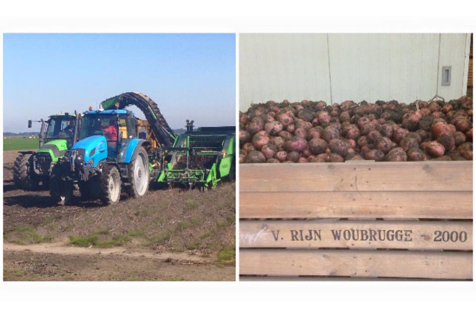 Aardappeloogst bij Boerderij van Rijn