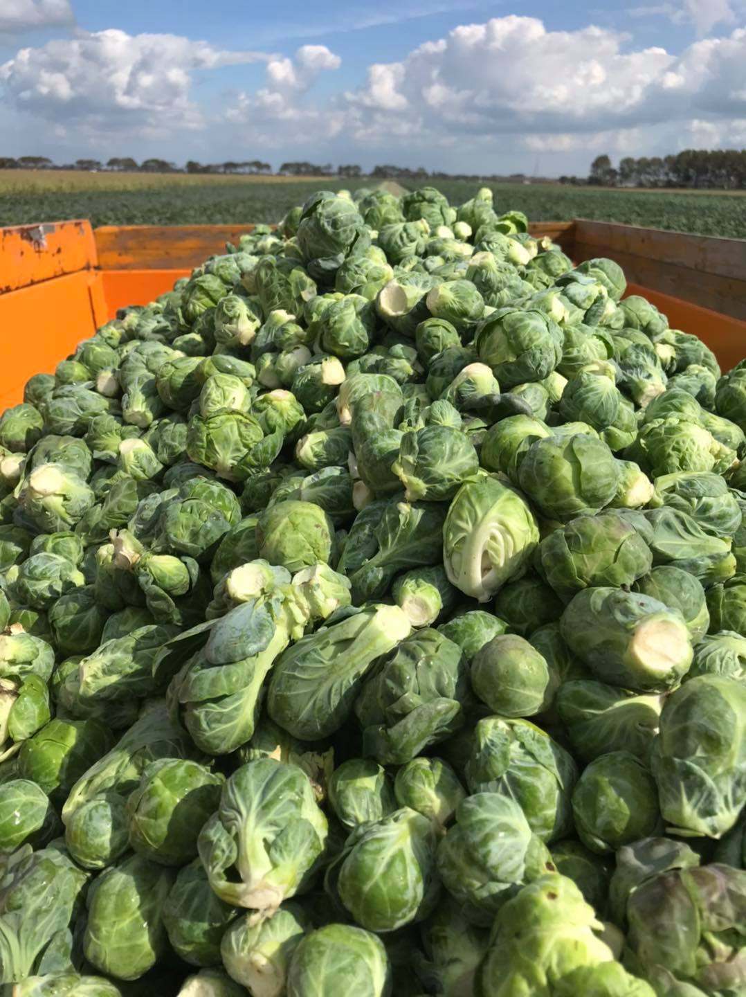 Vers geoogste spruitkool bij Boerderij van Rijn