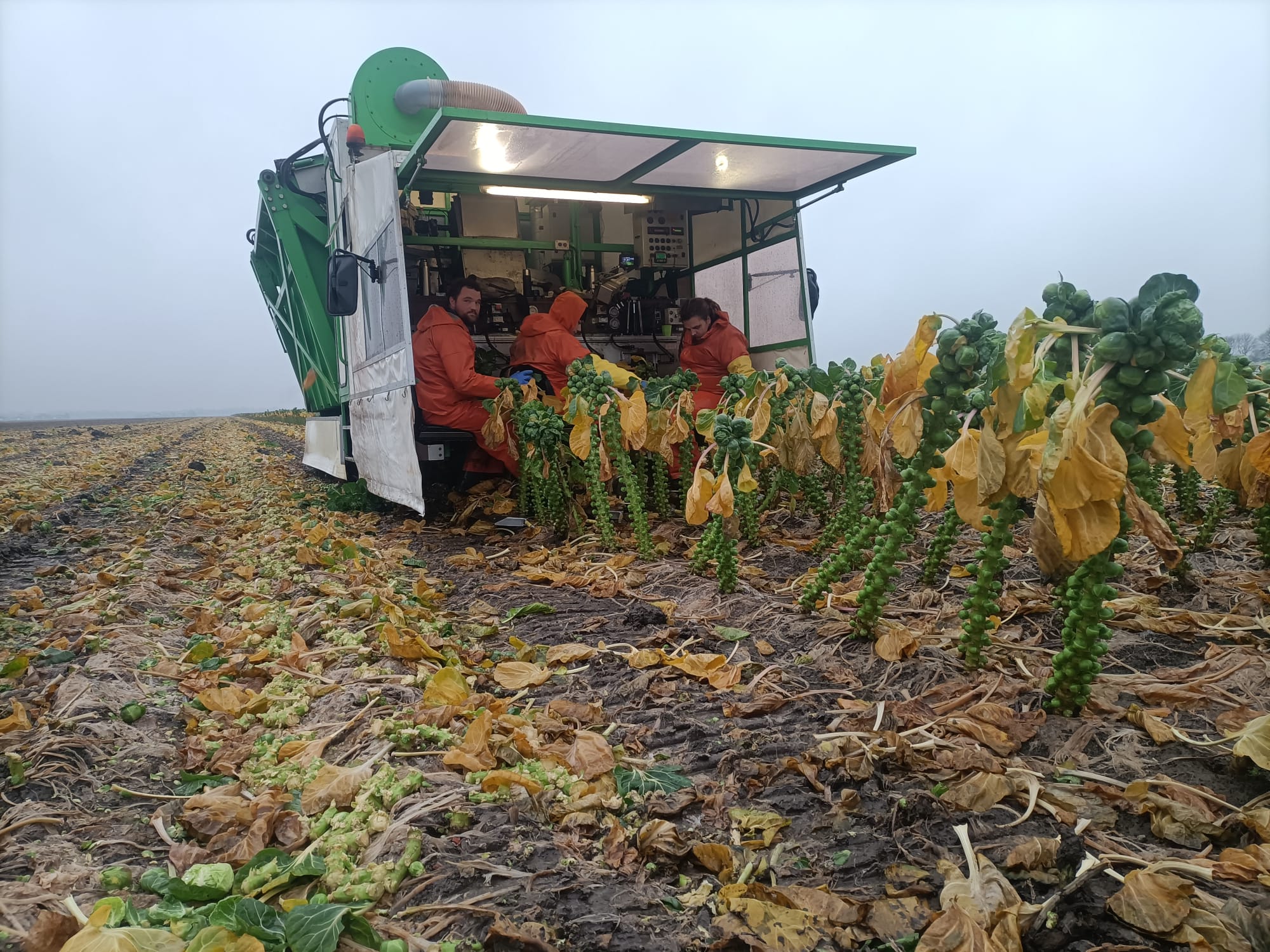 Oogsten van spruitkool met de spruitenplukker
