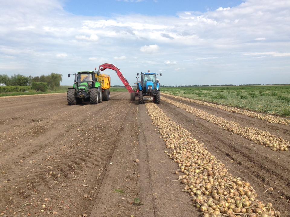 Uienoogst bij Boerderij van Rijn